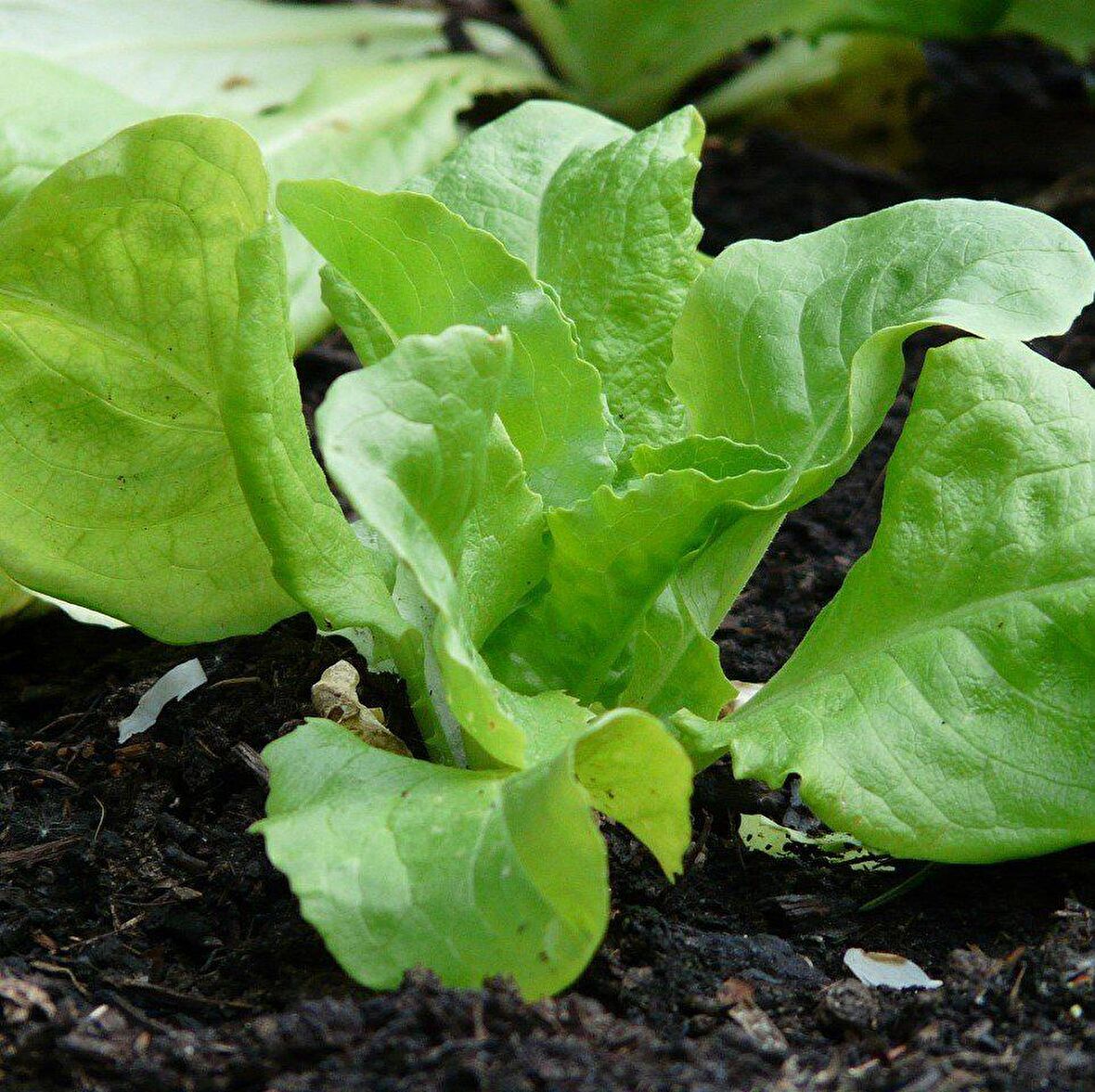 Doğal Cornd Salad Marul Tohumu(40 tohum)
