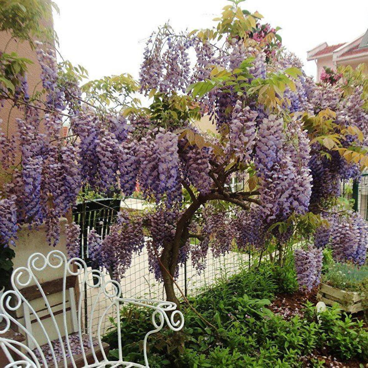 Tüplü Yoğun Kokulu Wisteria Sinensis Mor Salkım Fidanı