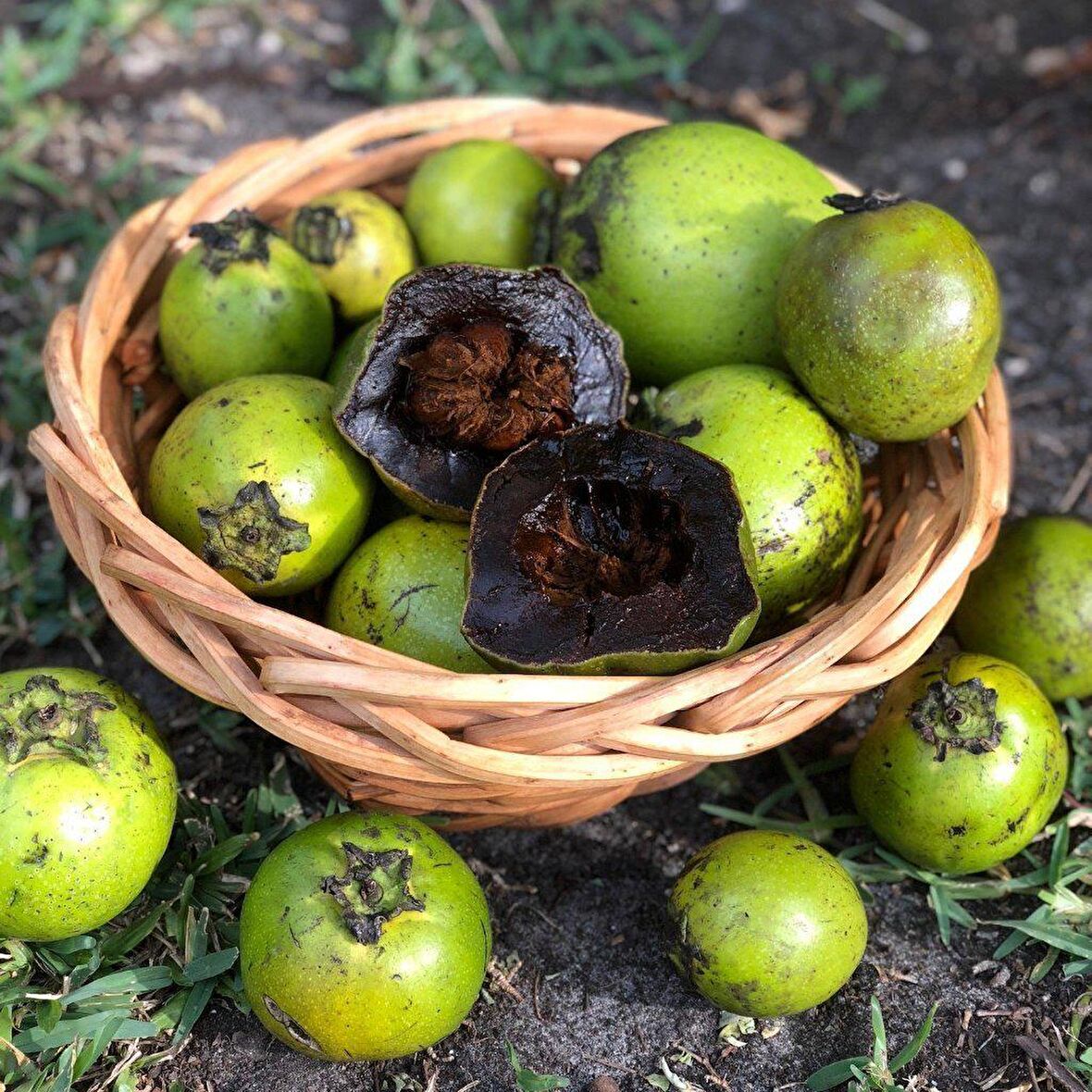 Tüplü Nadir Çikolata Meyvesi Black Sapote Ağacı Fidanı(10-20 cm)