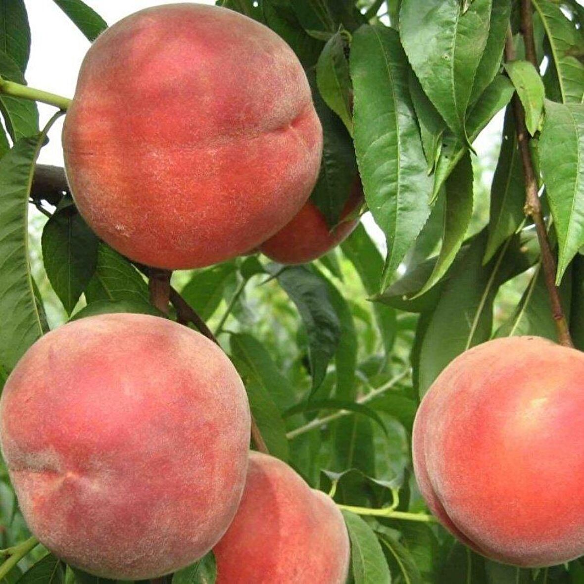 Tüplü Aşılı Yarıbodur İri Meyveli Orta Erkenci Quen Crest Şeftali Fidanı