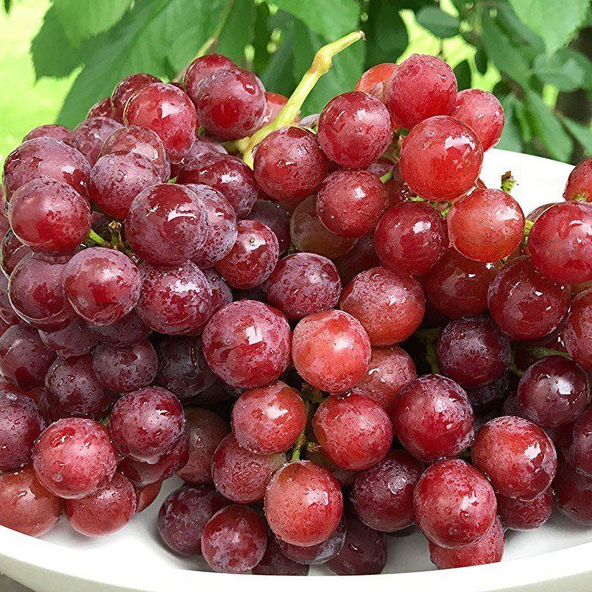 Tüplü Özel Çeşit Flame Seedless Çekirdeksiz Üzüm Asma-Bağ Fidanı