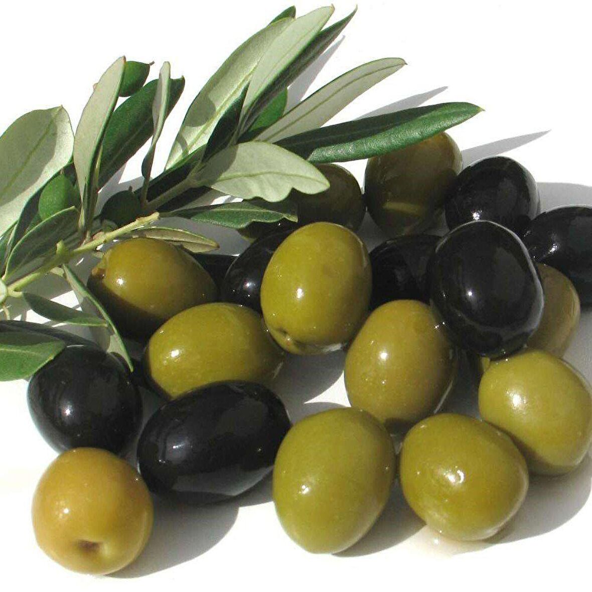 Tüplü Bol Verimli Salamuralık Gemlik Trilye Zeytin Fidanı