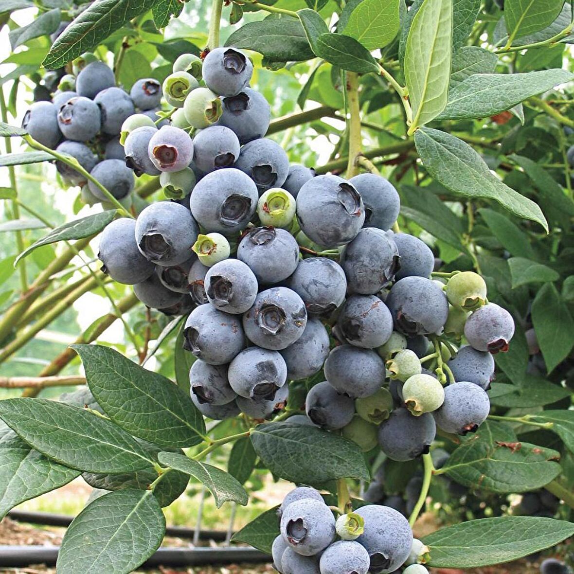 Tüplü Bol Verimli Legacy Yaban Mersini Likapa Blueberry Fidanı