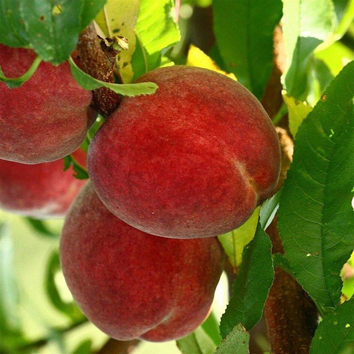 Tüplü Aşılı Aromatik Kendine Verimli Geleneksel Carselet Şeftali Fidanı
