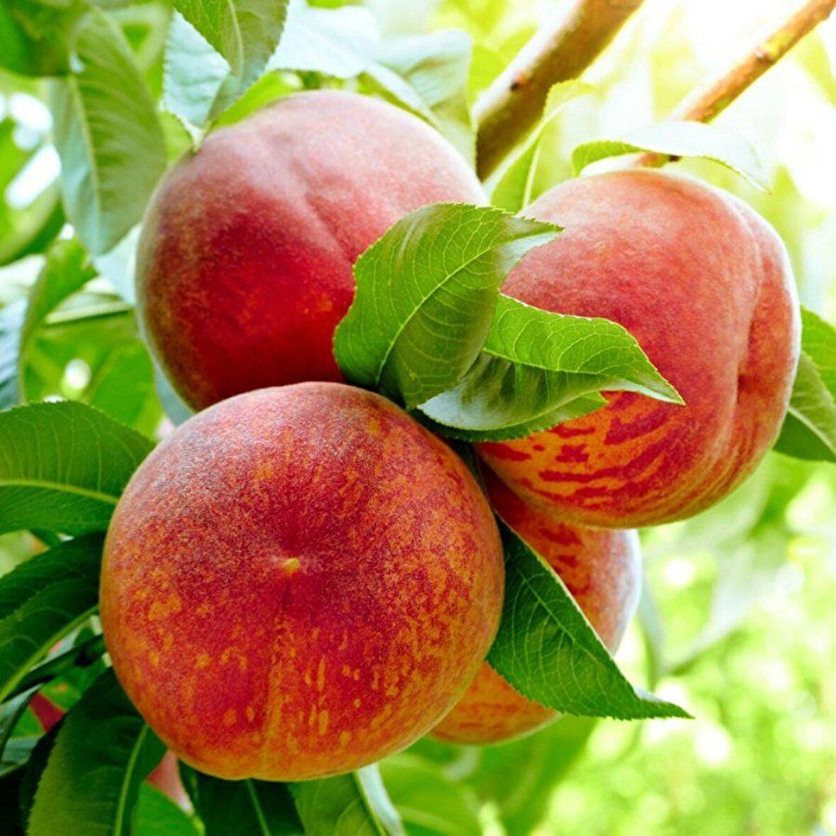 Tüplü Aşılı Erkenci Bol Verimli Francoise (Fransua) Şeftali Fidanı