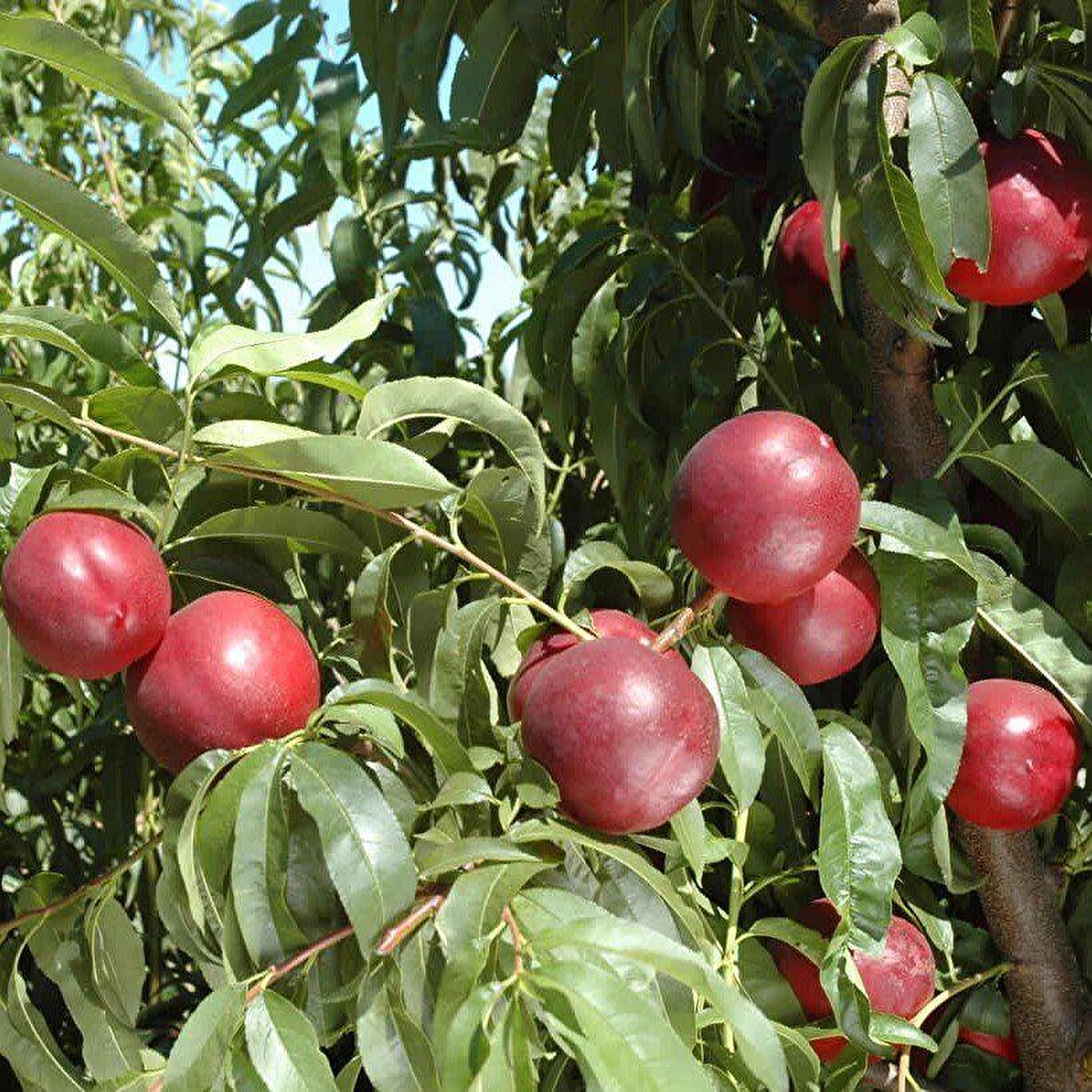 Tüplü Aşılı Verimli Geçci Venüs Nektarin Fidanı