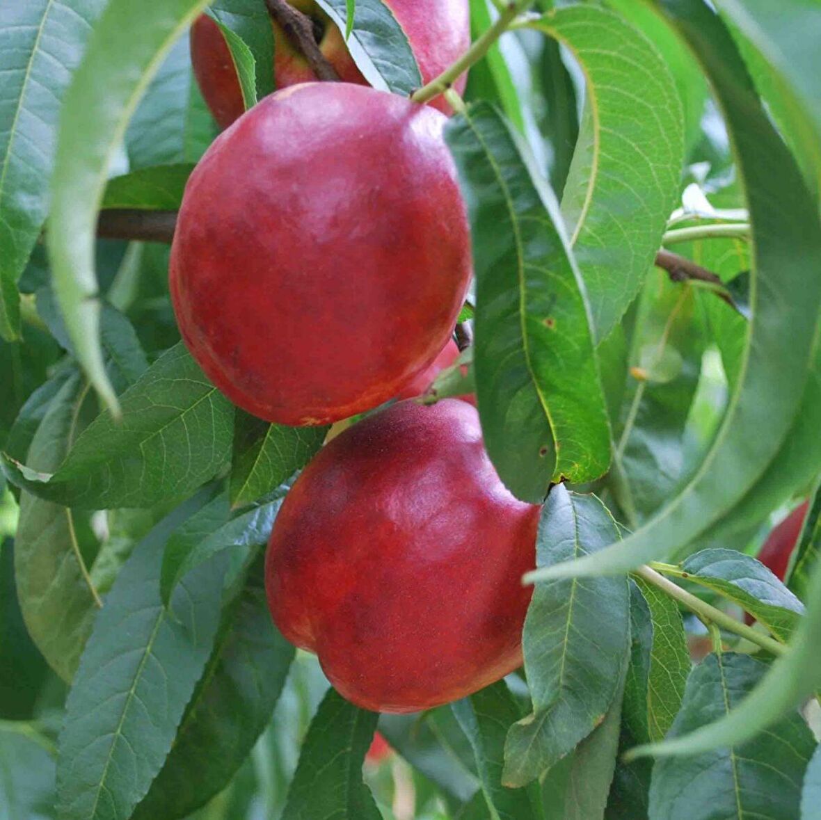 Tüplü Aşılı İri Meyveli Bol Verimli Caldesi Nektarin Fidanı