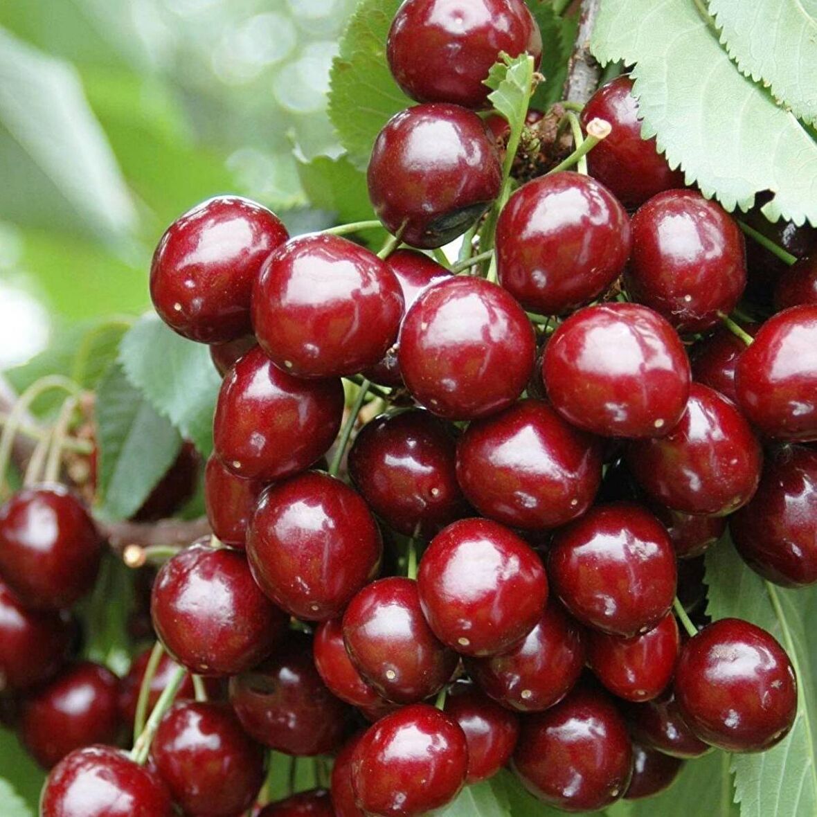Tüplü Aşılı Kendine Verimli Leziz Aromatik Sweet Heart Kiraz Fidanı