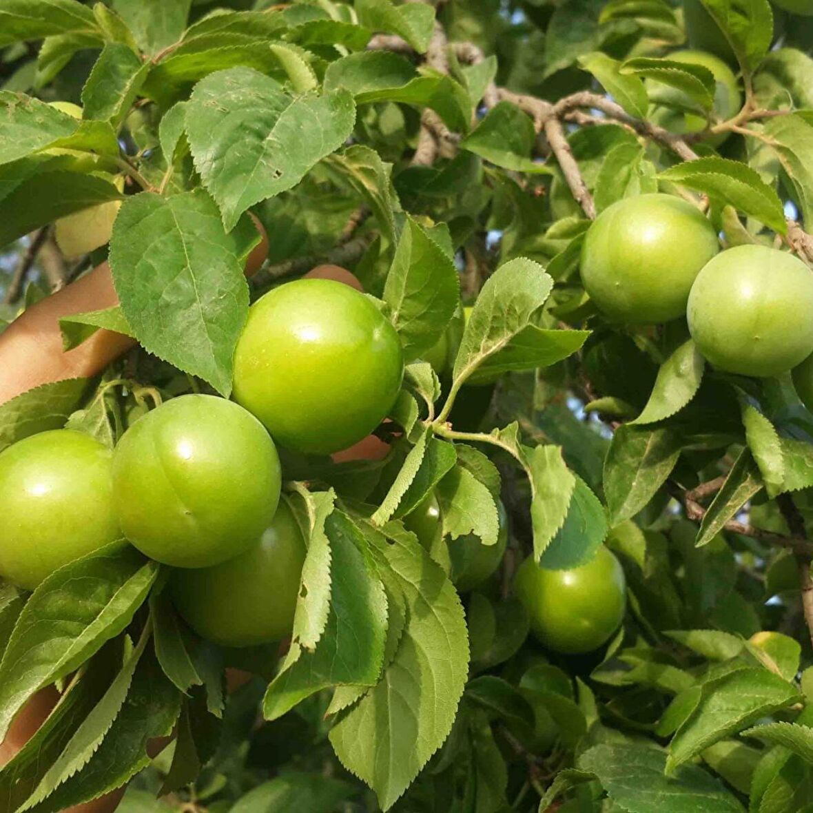 Tüplü Aşılı Erkenci Bol Verimli Yeşil Cin Erik Fidanı