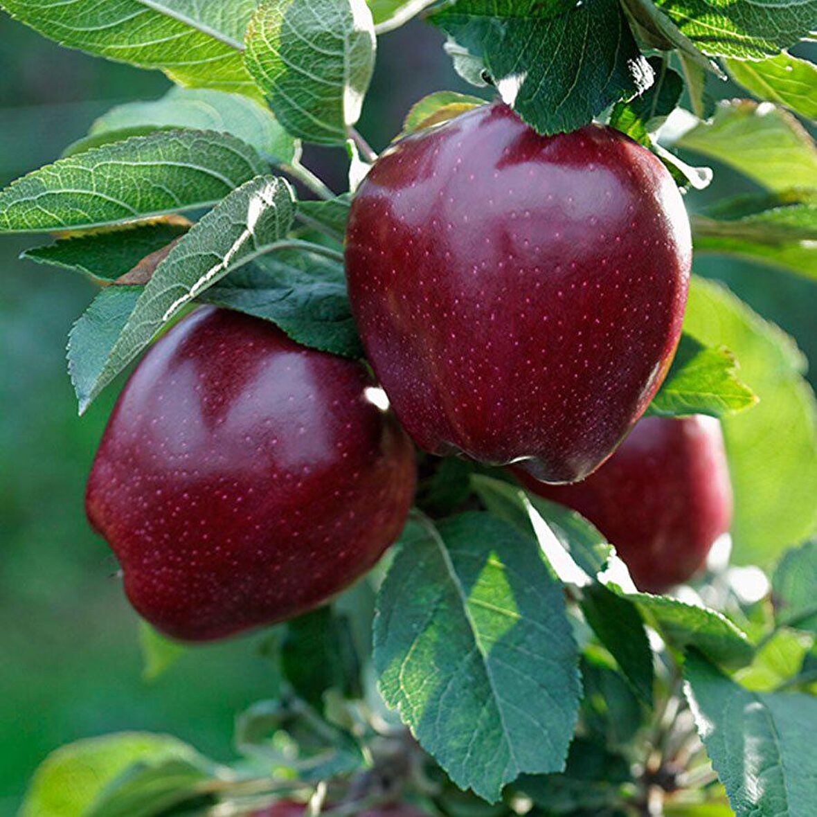 Tüplü Aşılı Orta Erkenci Bol Verimli Red Chief Elma Fidanı