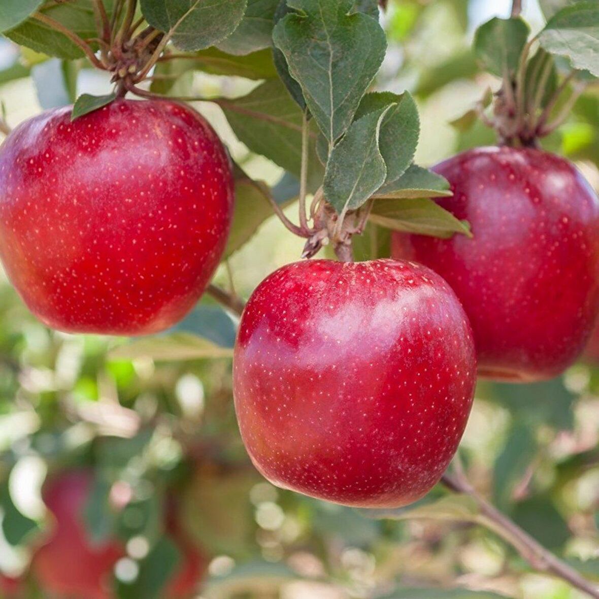 Tüplü Aşılı Yazlık Bol Verimli Mondial Gala Elma Fidanı