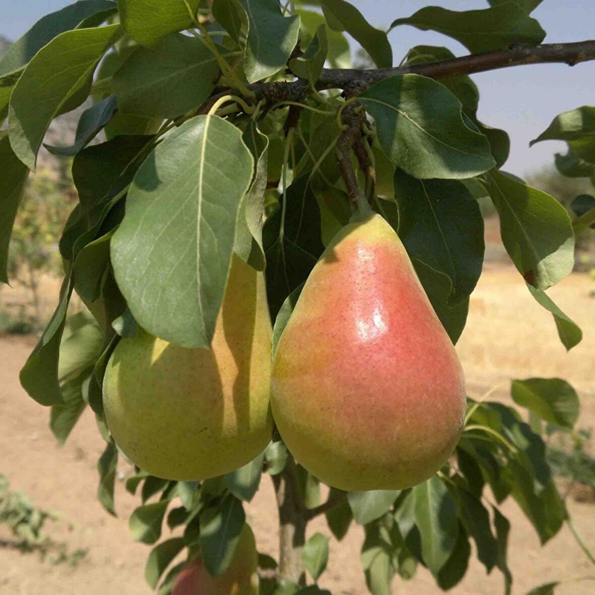 Tüplü Aşılı Yüksek Verimli Erkenci Etruşka (Etrusca) Armut Fidanı