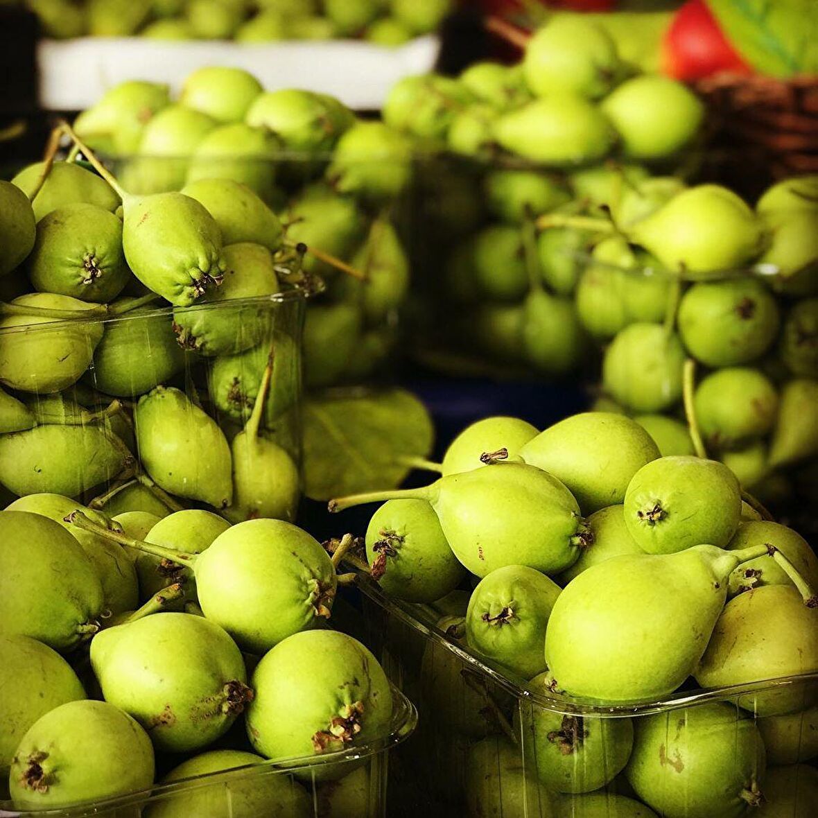 Tüplü Aşılı Verimli Aromatik Erkenci Akça Armut Fidanı