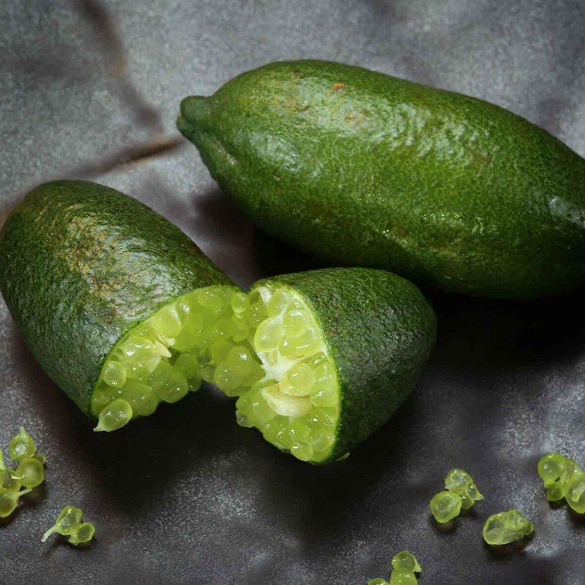 Tüplü Meyve Verme Yaşında Finger Lime Limon Fidanı (Sınırlı Stok)