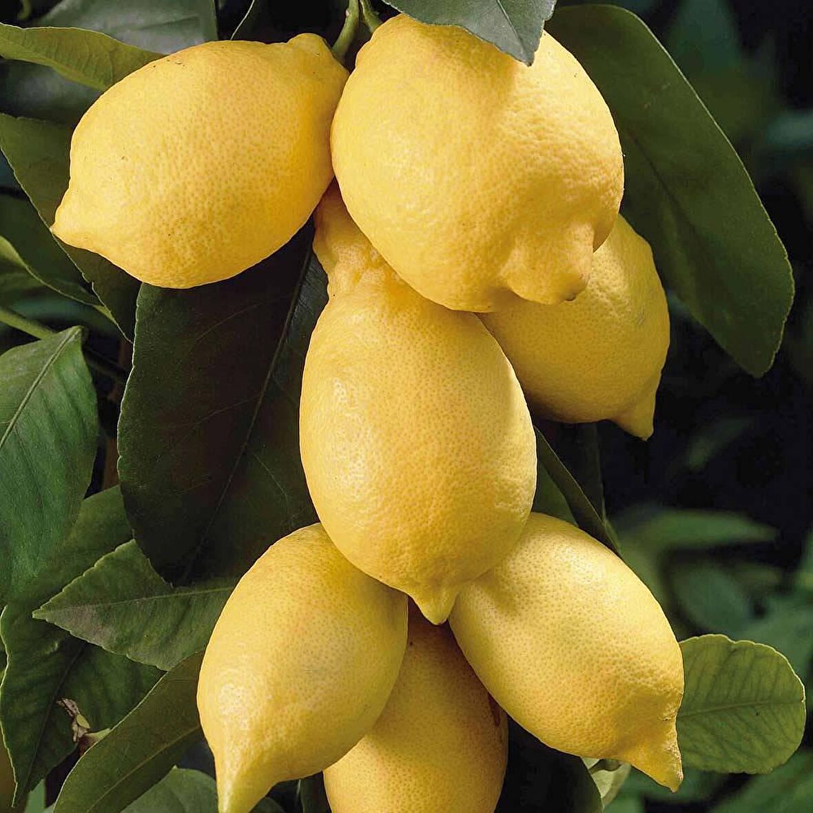 Tüplü Aşılı Bol Verimli Enter Limon Fidanı
