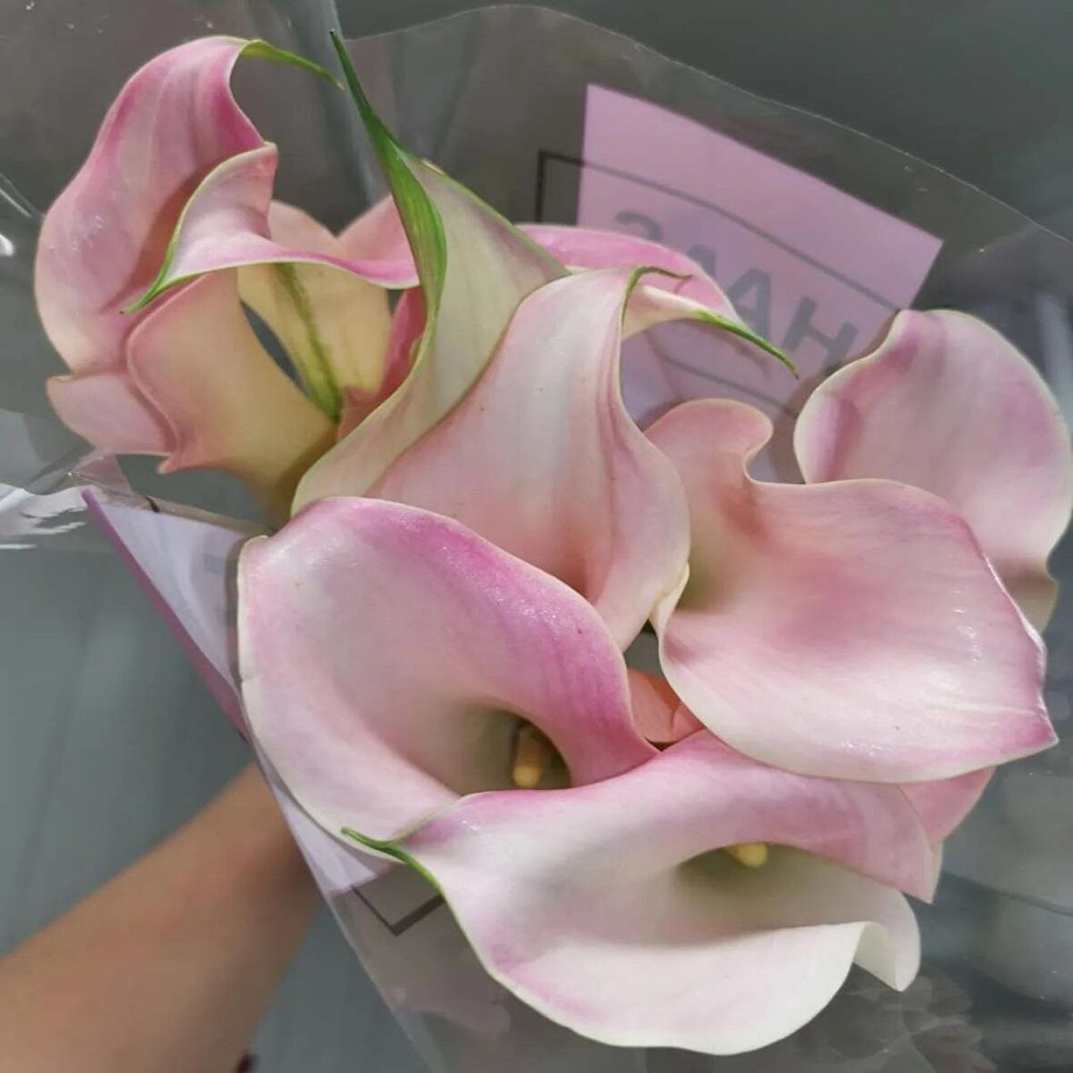 Calla Lily Manila Zantedeschia Gala Çiçeği Soğanı (1 Adet)