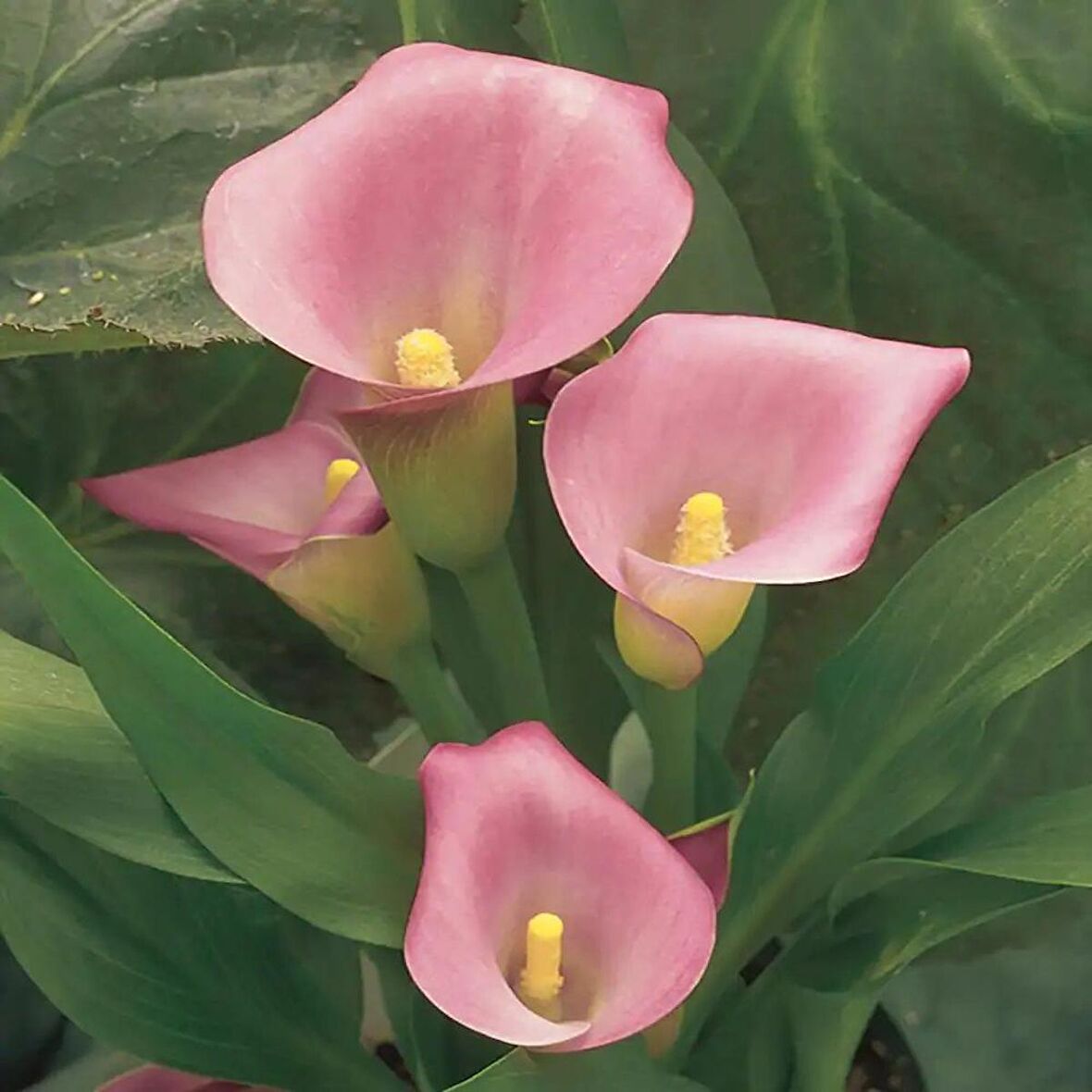 Calla Lily Candle Glow Zantedeschia Gala Çiçeği Soğanı (1 Adet)