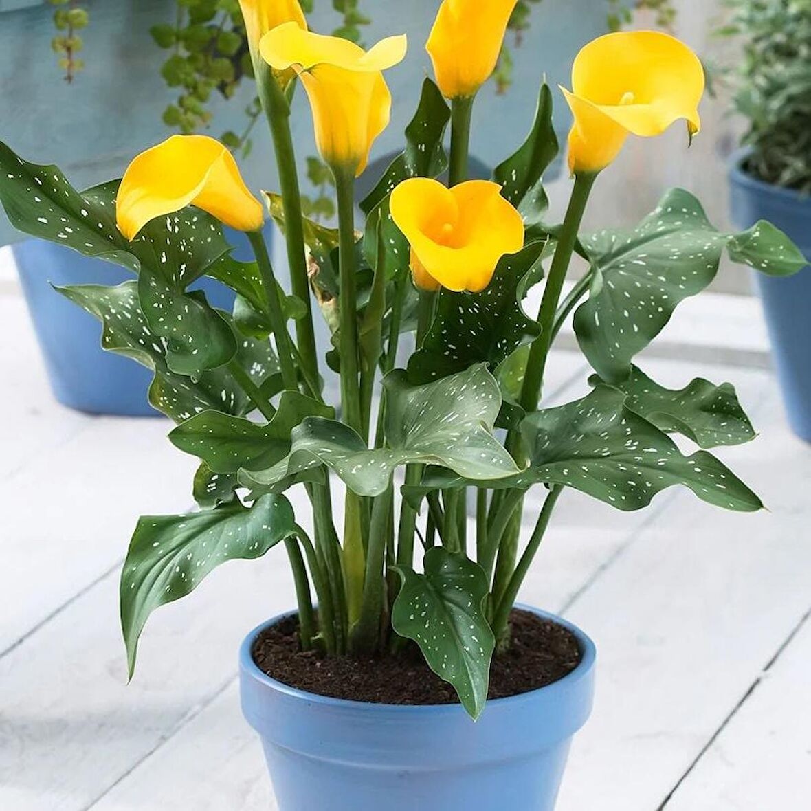 Calla Lily Hanoi Zantedeschia Gala Çiçeği Soğanı (1 Adet)
