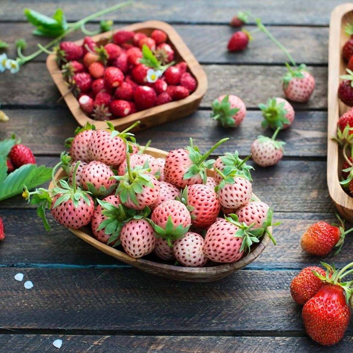 Beyaz Pineberry Çok Verimli Yediveren Çilek Fidesi (9 cm Saksıda)