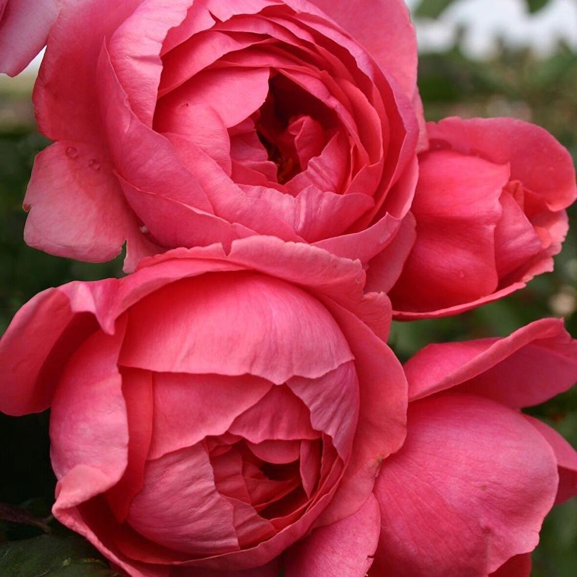 Tüplü Kokulu Gartenprinzessin M.J Koyu Pembe Yediveren Gül Fidanı