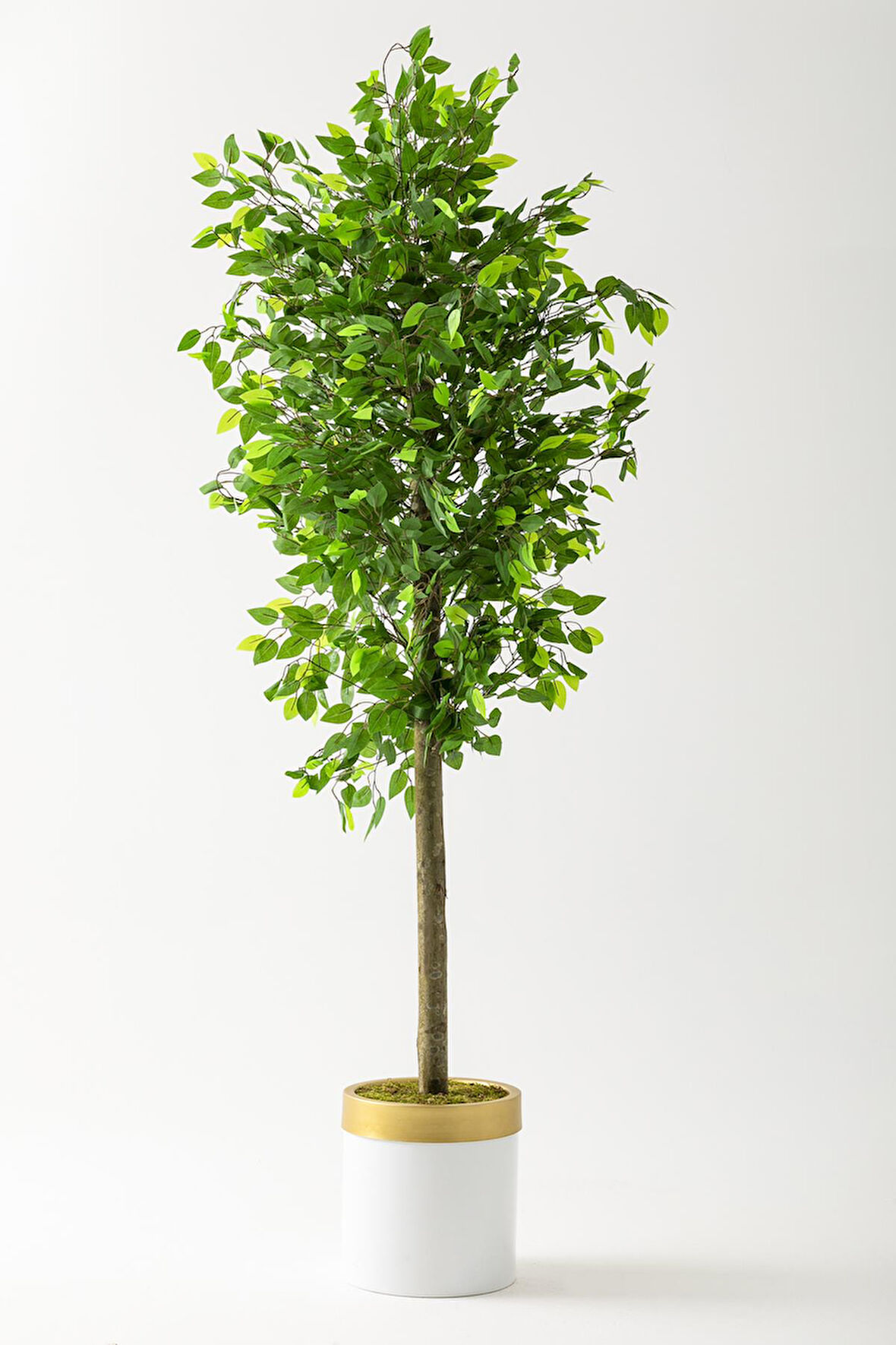Yapay Benjamin Ağacı 180 Cm Beyaz Gold Metal Saksı