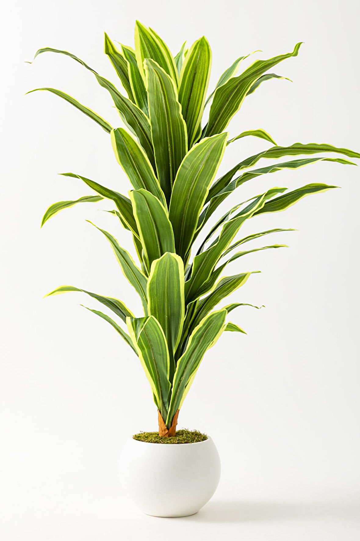 Yapay Dracaena Fragrans Ağacı 100 Cm Beyaz Küre Saksı