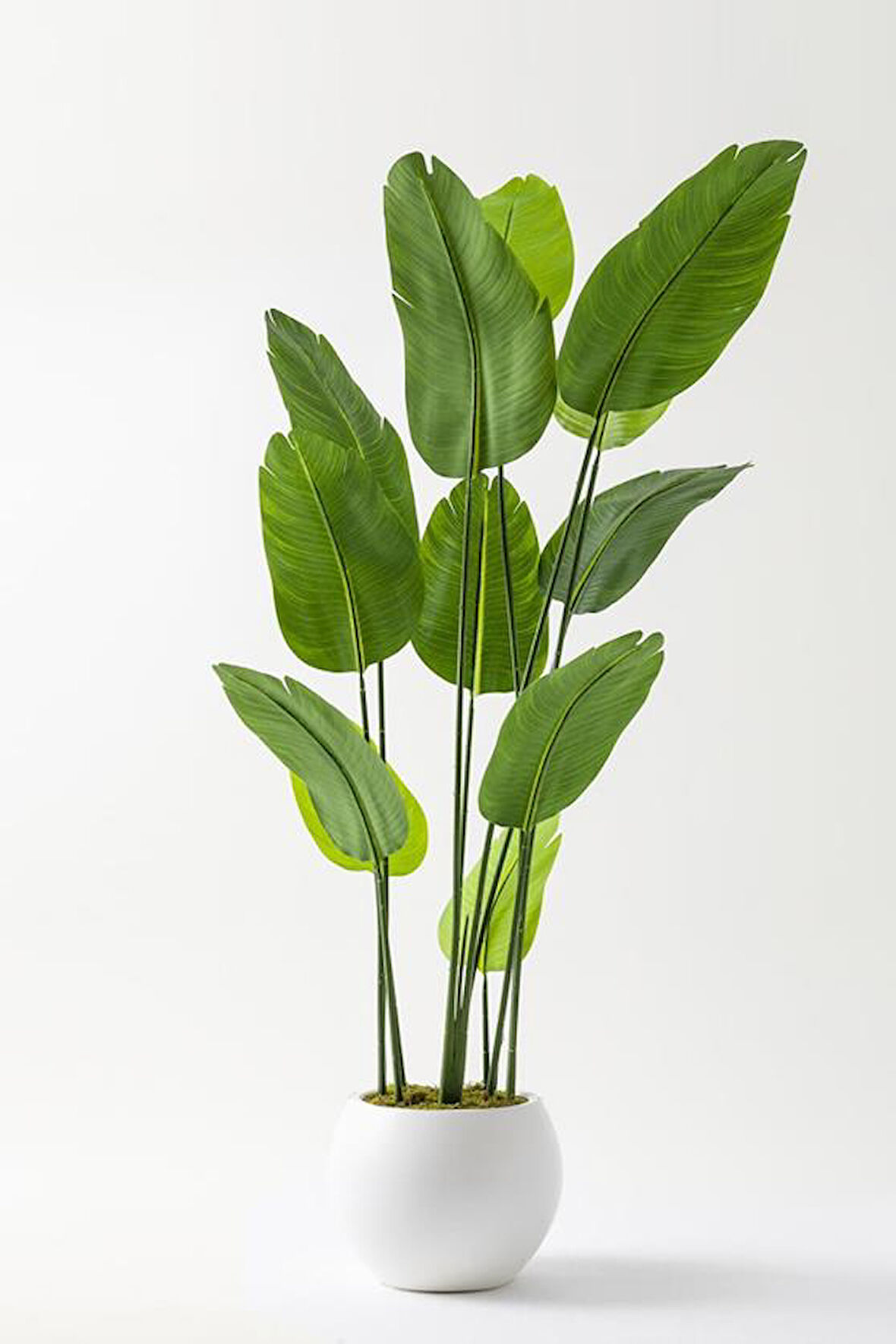 Yapay Starliçe Ağacı 180 Cm Geniş Yapraklı Krem Gold Saksı