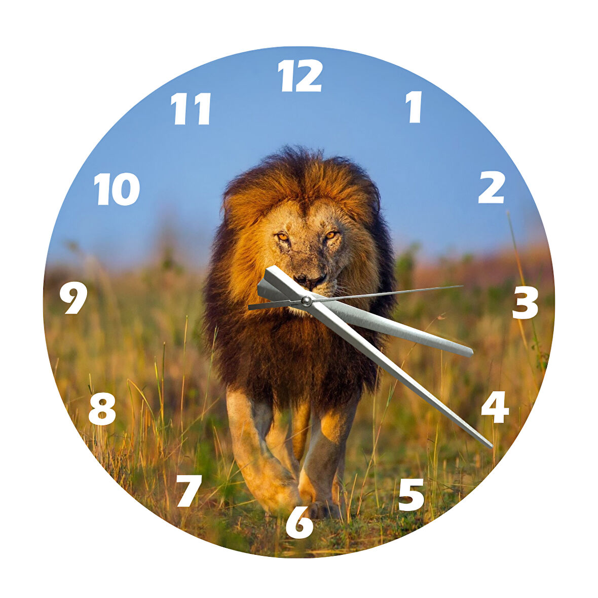 Tİ-PLAY ASİL ASLAN 30X30CM AKRİLİK DEKORATİF MODERN DUVAR SAATİ