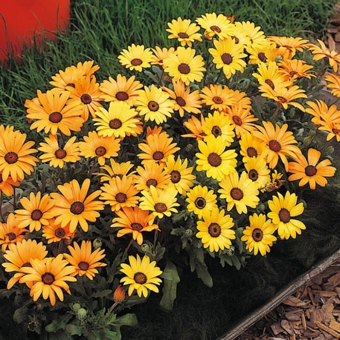 Sarı Golden Yellow Afrika Papatyası Çiçeği Tohumu(30 tohum)