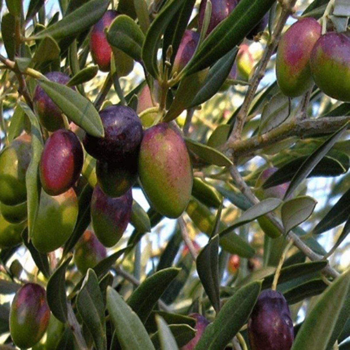 Tüplü Kırmalık Çizmelik Akhisar Uslu Zeytin Fidanı
