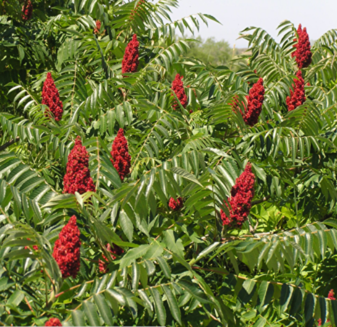 Tüplü Kızaran Yapraklı Rhus Typhina Amerikan Sumağı Fidanı (15-20 cm)