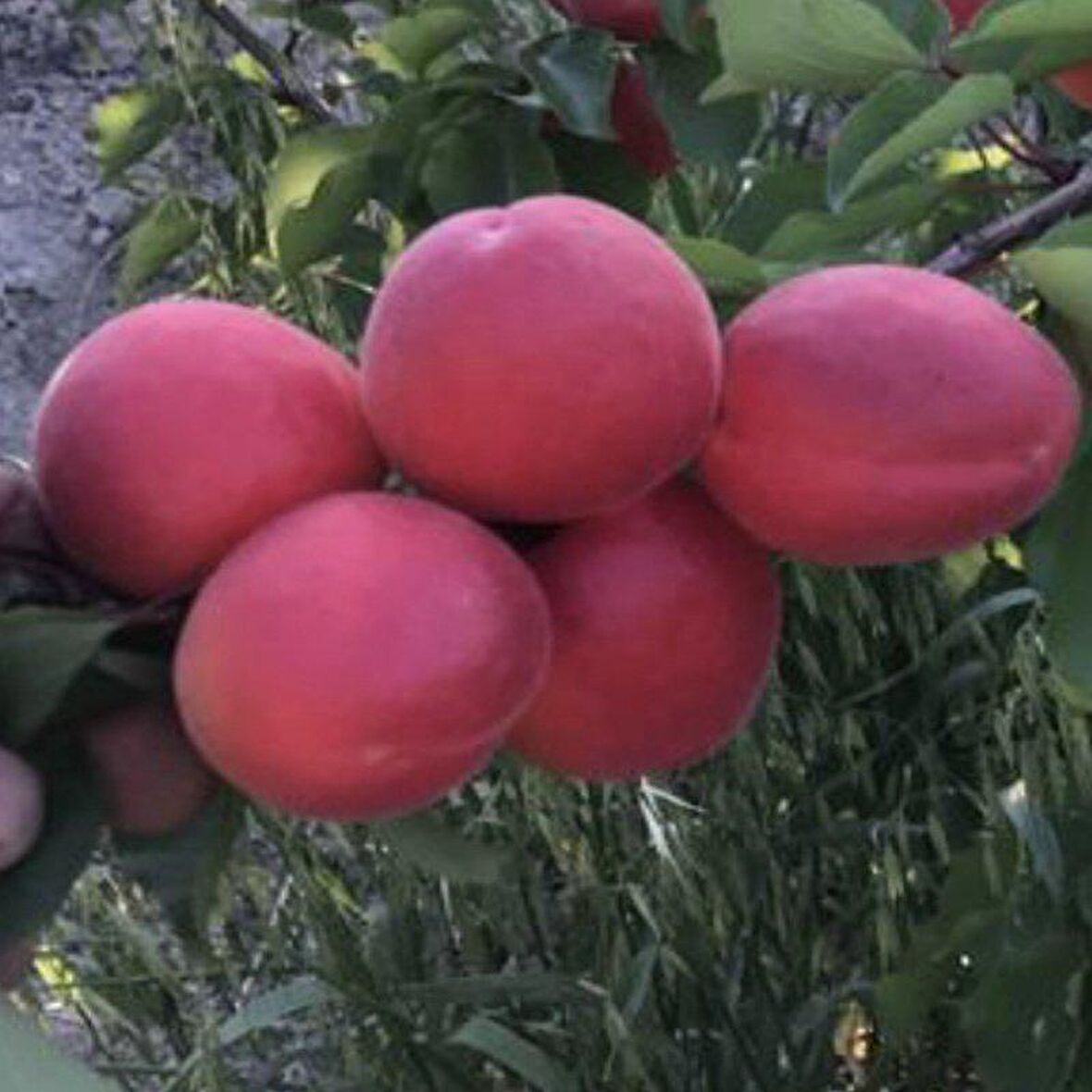 Tüplü Yüksek Verimli Zaiges Red Moon Kırmızı Kayısı Fidanı (10-30 cm)
