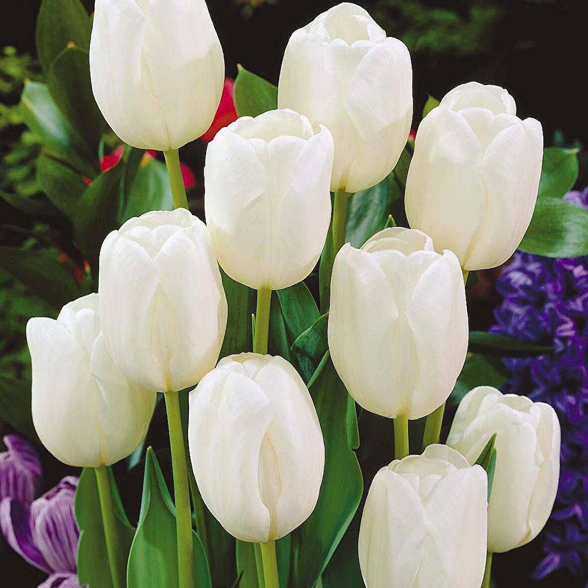 Beyaz White Heaven Lale Soğanı (5 adet)