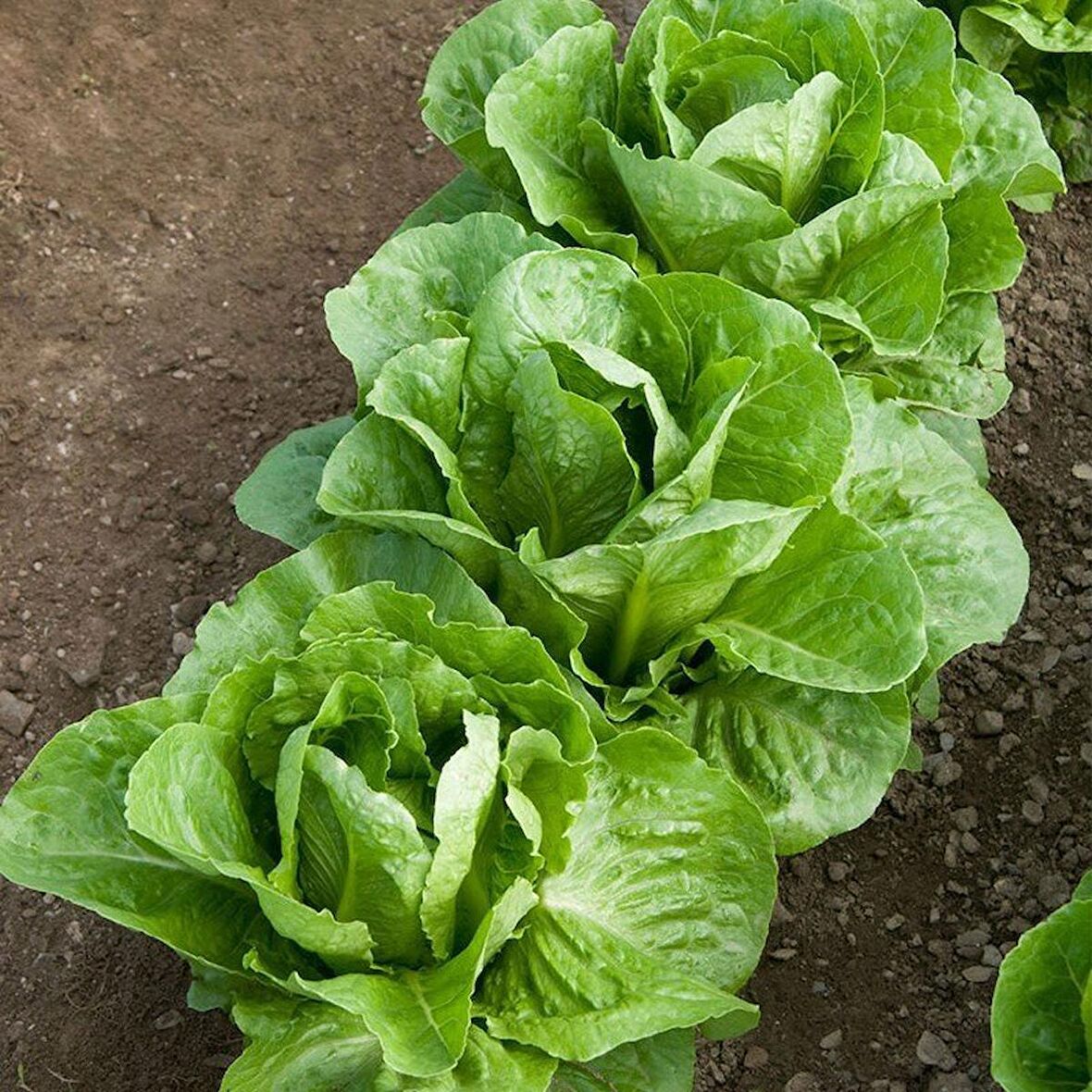 Düz Iceberg Marul Fidesi (5 adet)