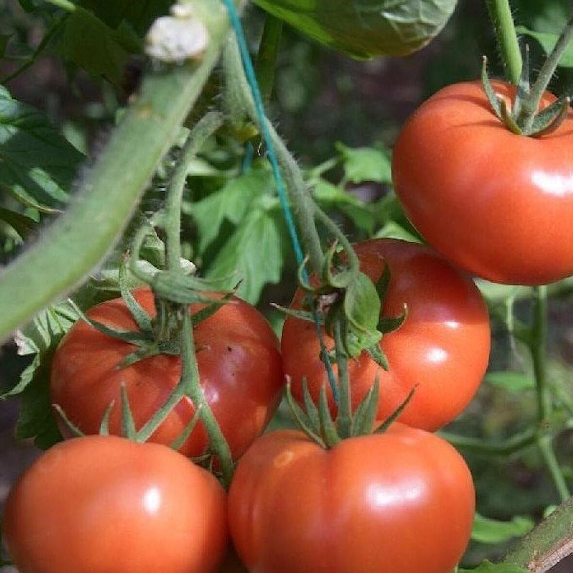 Etli Kokulu Tybeef Köy Domatesi Fidesi (5 adet)