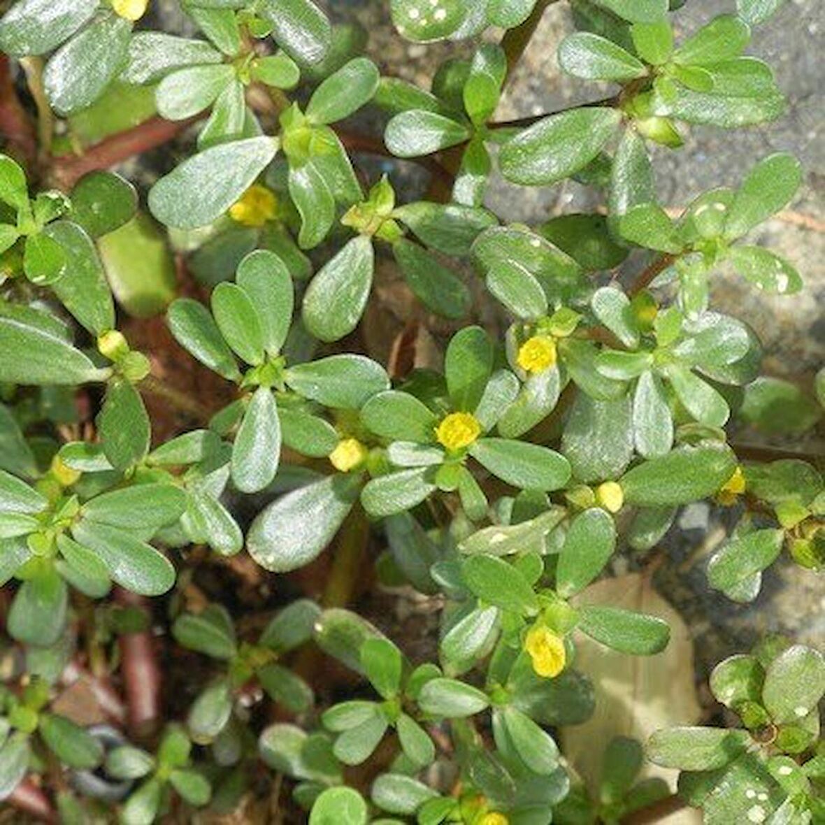 Geniş Yapraklı Aromatik Semiz Otu Fidesi (5 adet)