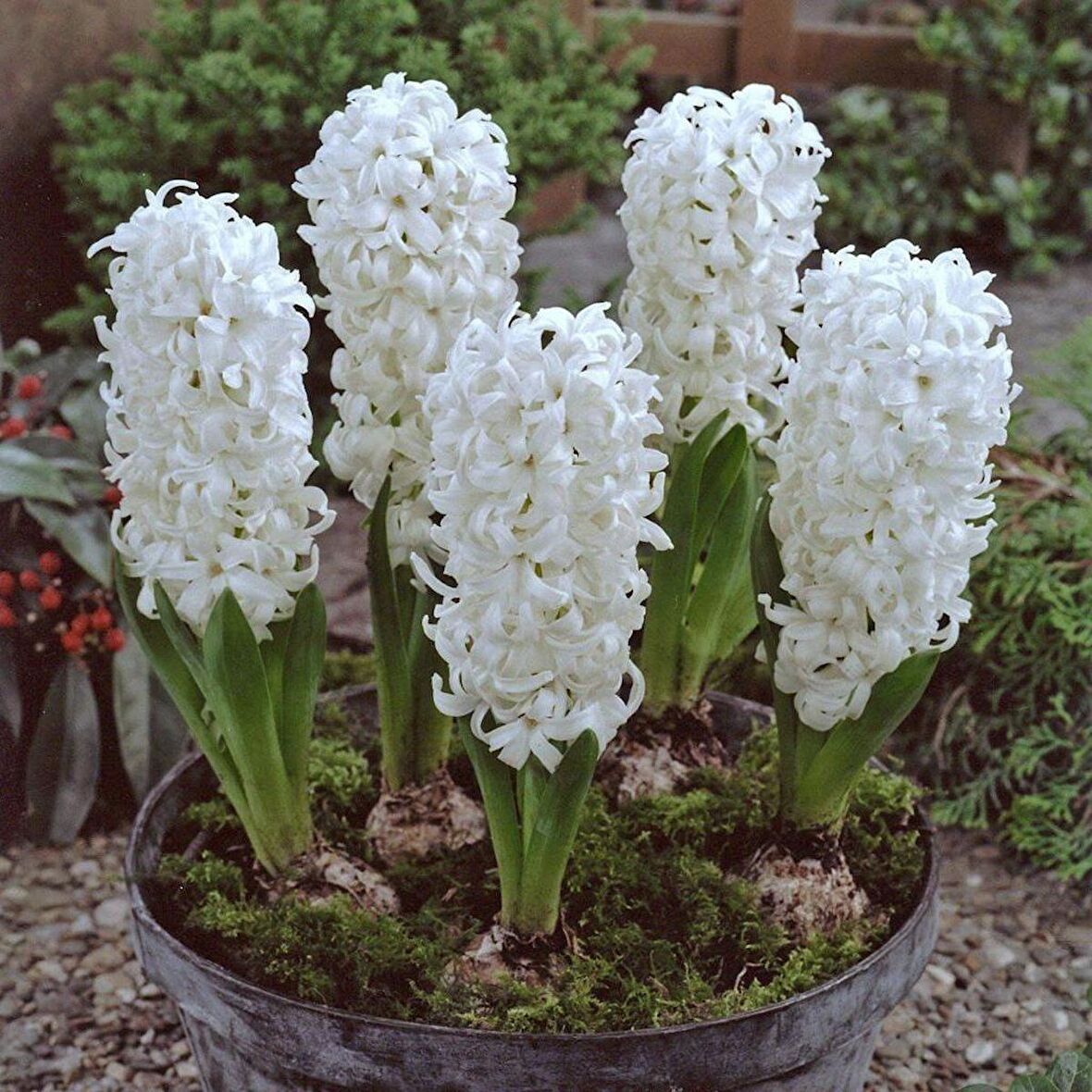 Hyacinthus Aiolos Beyaz Sümbül Soğanı (3 adet)