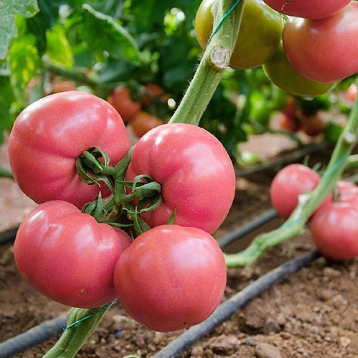 Pembola Oturak Pembe Domates Fidesi (5 adet)