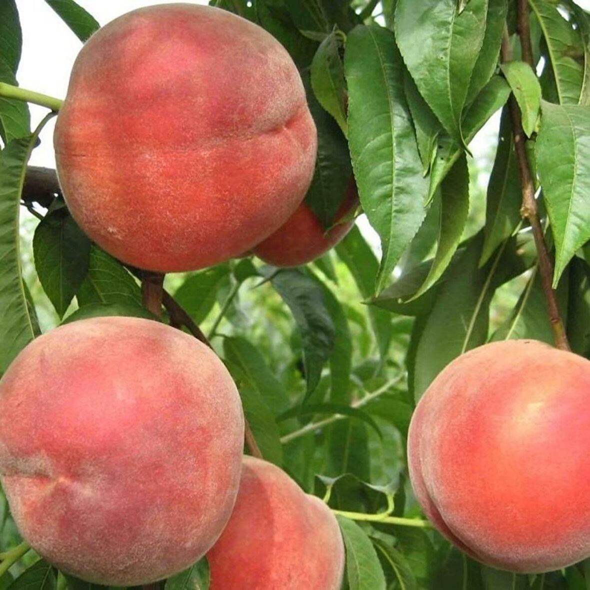 Tüplü Akıllı Ağaç Bol Verimli Tam Bodur Cresthaven Şeftali Fidanı