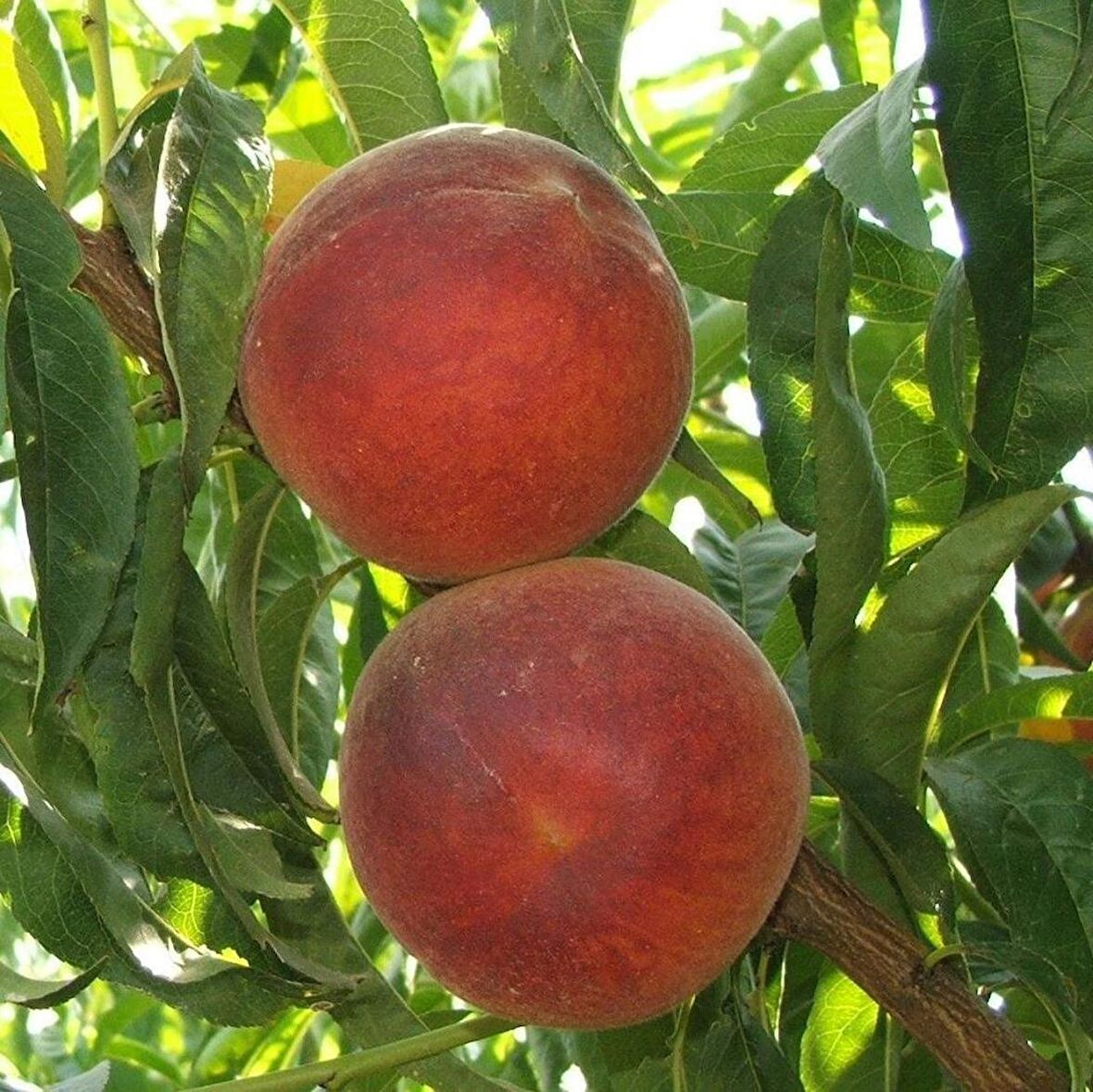 Tüplü Akıllı Ağaç Bol Verimli Tam Bodur Elegant Lady Şeftali Fidanı