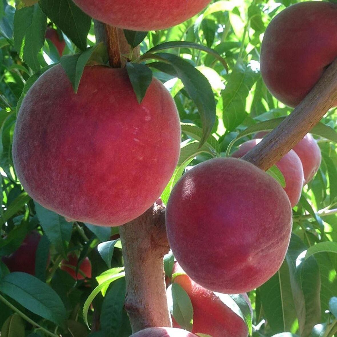 Tüplü Aromatik Bol Verimli Yarı Bodur Carselet Şeftali Fidanı