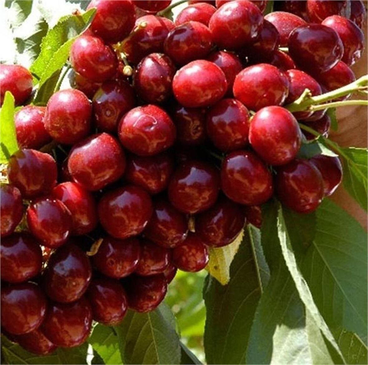 Tüplü Aromatik Bol Verimli Yarı Bodur Lapins Kiraz Fidanı