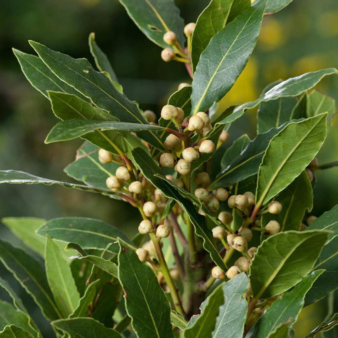 Tüplü Aromatik Defne (Laurus Nobilis) Fidanı