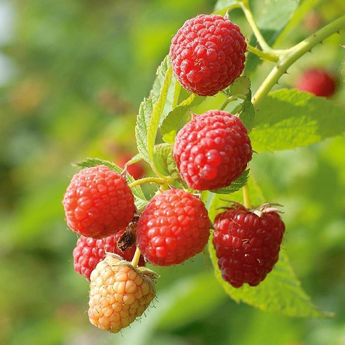 Tüplü Aromatik Verimli Yediveren Willamette Ahududu Fidanı