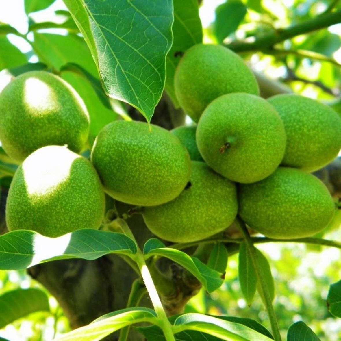 Tüplü Aşılı Bol Verimli Fernor Ceviz Fidanı