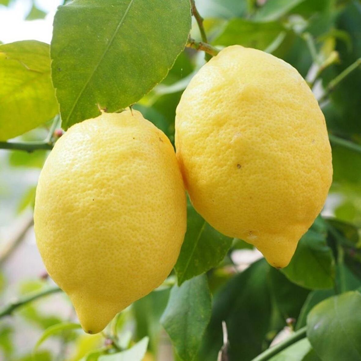 Tüplü Aşılı Çok Yüksek Verimli Yediveren Limon Fidanı