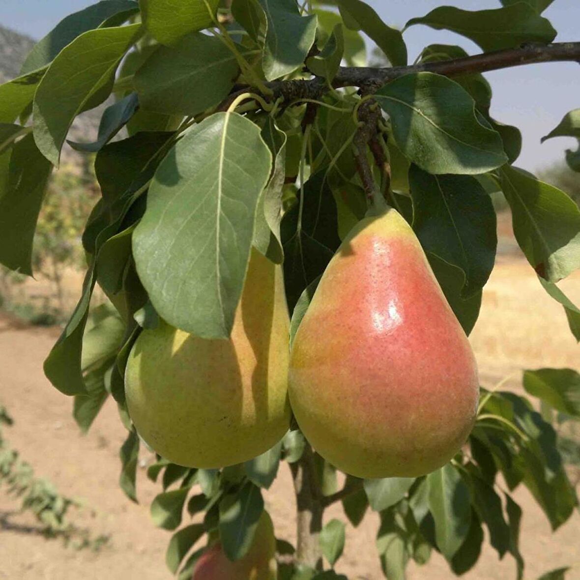 Tüplü Aşılı Erkenci Yarıbodur Etrusca (Etruşka) Armut Fidanı