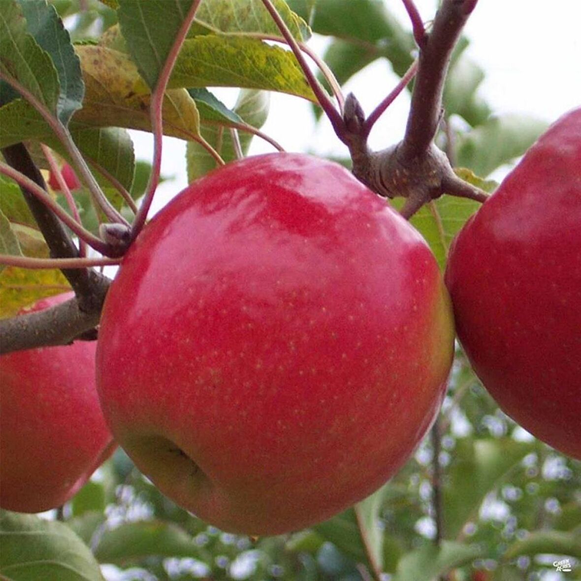 Tüplü Aşılı Hoş Kokulu Aromatik Verimli Pink Lady Elma Fidanı