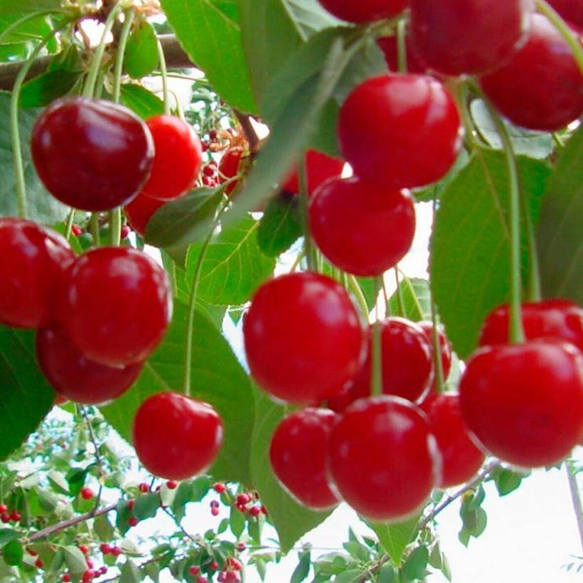 Tüplü Aşılı Özel Üretim Vişne Kiraz Aromalı Vişnap Fidanı