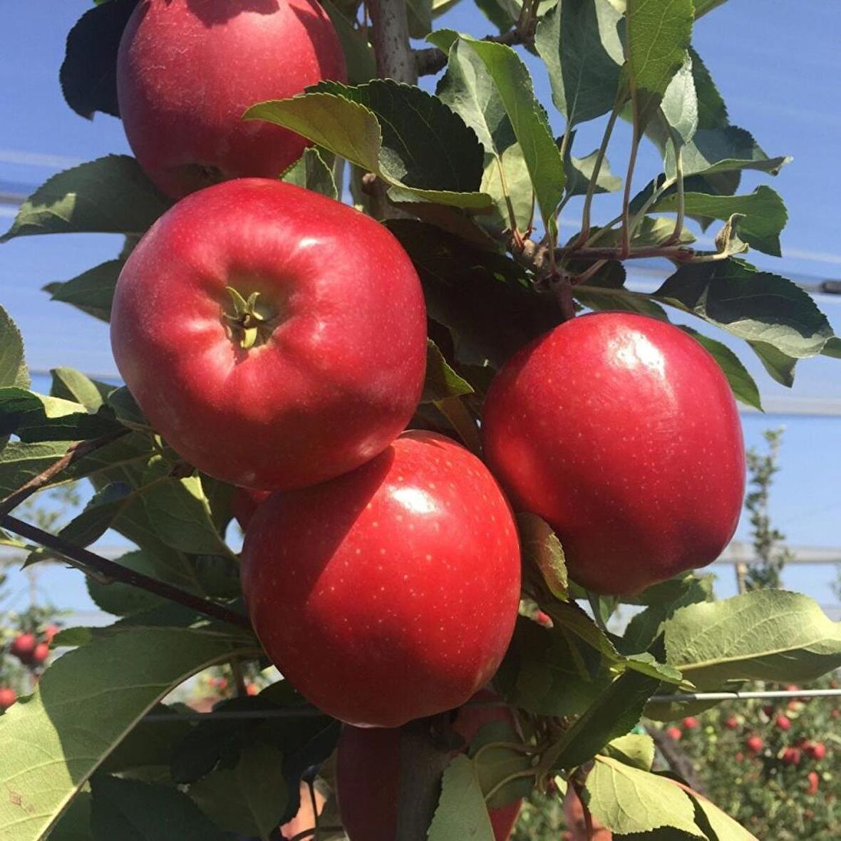 Tüplü Aşılı Özel Ürün Bol Verimli Yarı Bodur Red Jonaprince Elma Fidanı